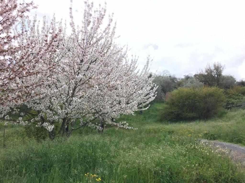Country house El Tornero